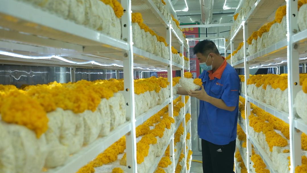 ɽ�|���f�����S�𡱮a(ch��n)�I(y��)����ġ������������Ƽ���(w��n)�a(ch��n)��